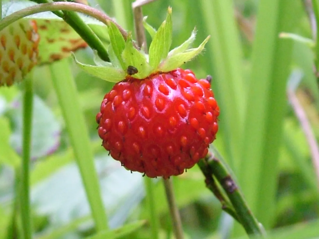 Close-up of a ripe wild strawberry.